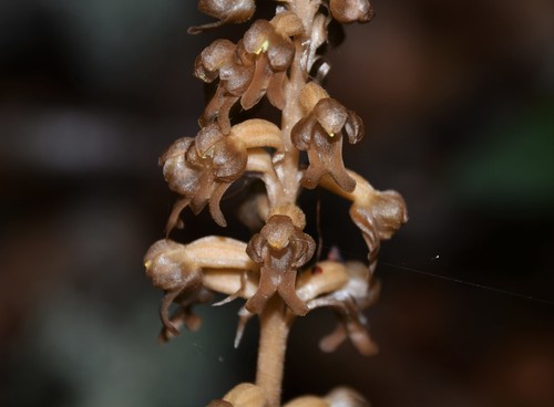 Neottia nidus-avis (bird's-nest orchid) (alternate view 3)