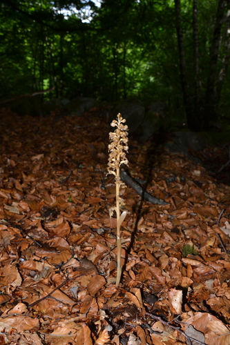 Neottia nidus-avis (bird's-nest orchid) (alternate view 4)