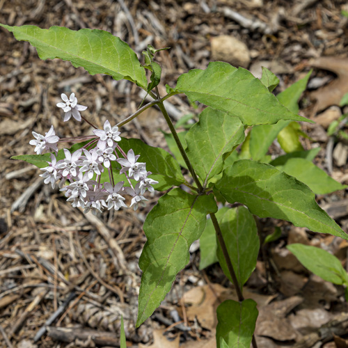 Asclepias quadrifolia (four-leaved milkweed) (alternate view 10)
