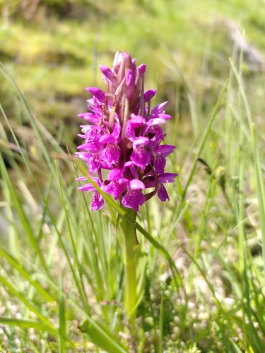 Dactylorhiza purpurella (Northern Marsh-orchid)