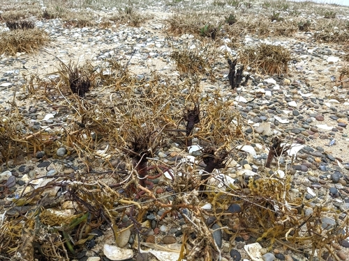 Limonium carolinianum (Carolina Sea Lavender) (alternate view 6)