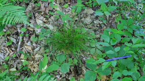 Carex appalachica (Appalachian Sedge)
