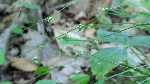 Carex appalachica (Appalachian Sedge)