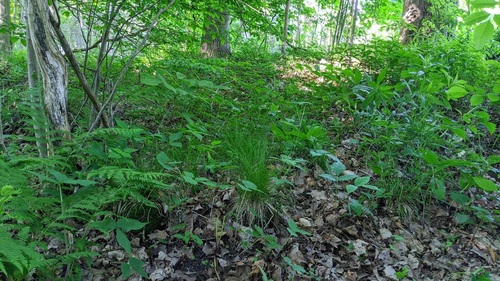 Carex appalachica (Appalachian Sedge)