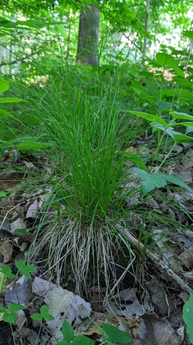 Carex appalachica (Appalachian Sedge)