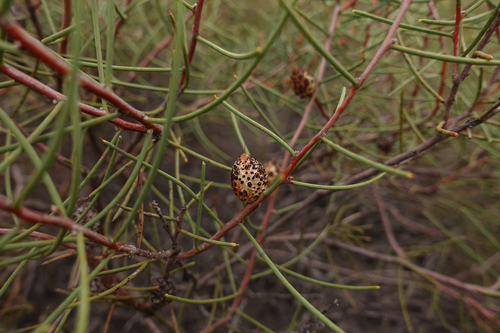 Hakea mitchellii (desert Hakea) (alternate view 5)