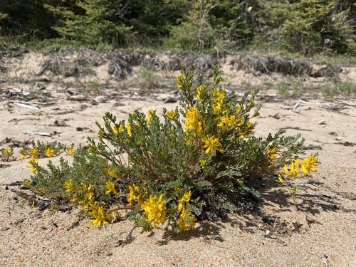 Corydalis aurea (golden corydalis)