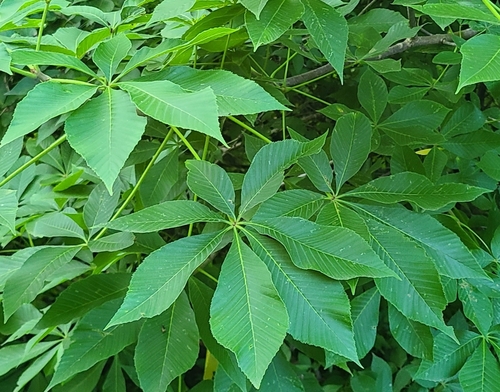 Aesculus glabra (Ohio Buckeye)