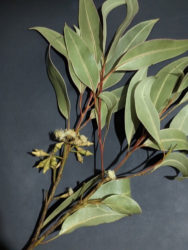 Eucalyptus robusta (Swamp Mahogany)