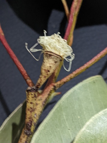 Eucalyptus robusta (Swamp Mahogany) (alternate view 3)