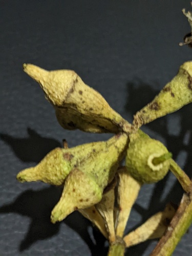 Eucalyptus robusta (Swamp Mahogany) (alternate view 4)