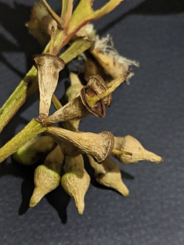 Eucalyptus robusta (Swamp Mahogany) (alternate view 5)
