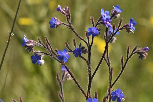 Anchusa azurea (Italian bugloss) (alternate view 2)