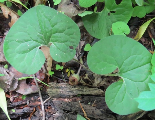 Asarum reflexum (Reflexed Wild Ginger) (alternate view 3)