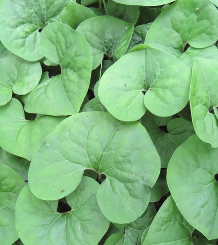 Asarum reflexum (Reflexed Wild Ginger) (alternate view 5)