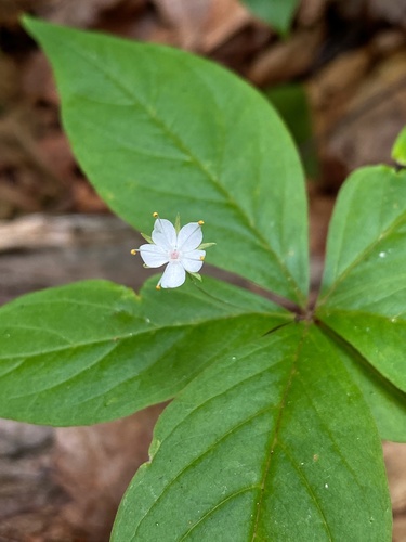Lysimachia borealis (northern starflower)