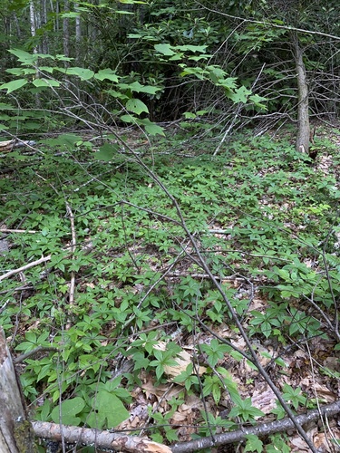 Lysimachia borealis (northern starflower)