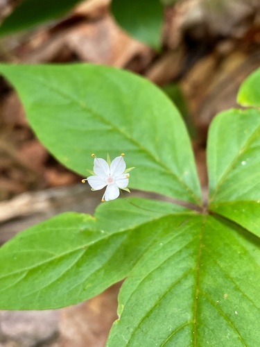 Lysimachia borealis (northern starflower)