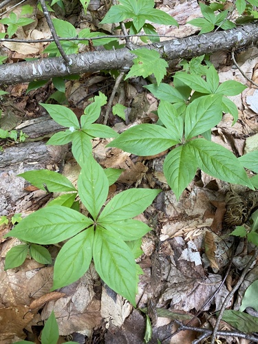 Lysimachia borealis (northern starflower)