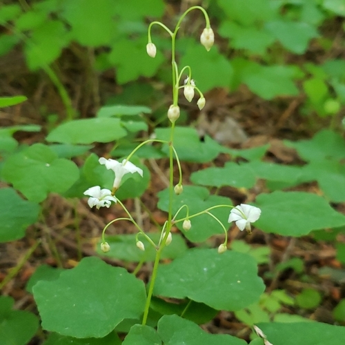 Vancouveria hexandra (inside-out flower)