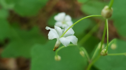 Vancouveria hexandra (inside-out flower) (alternate view 2)