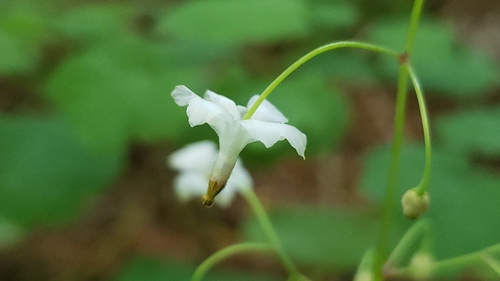 Vancouveria hexandra (inside-out flower) (alternate view 3)