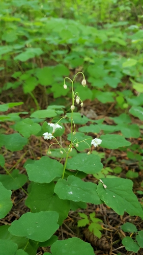 Vancouveria hexandra (inside-out flower) (alternate view 5)