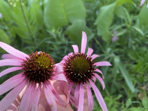 Echinacea pallida (Pale Purple Coneflower)