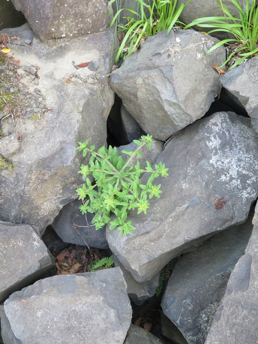 Phedimus selskianus (Selsky Stonecrop)