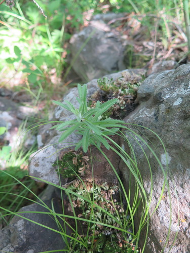 Phedimus selskianus (Selsky Stonecrop) (alternate view 2)