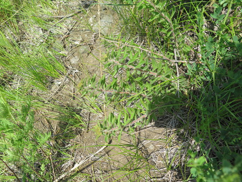 Phedimus selskianus (Selsky Stonecrop) (alternate view 3)