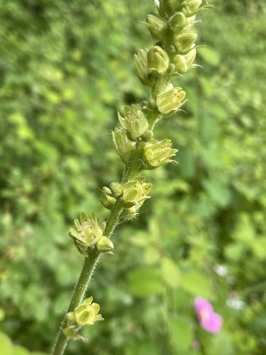 Heuchera chlorantha (Tall Alumroot)