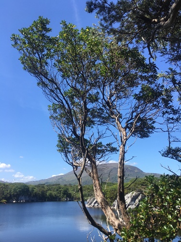 Arbutus unedo (strawberry tree) (alternate view 3)