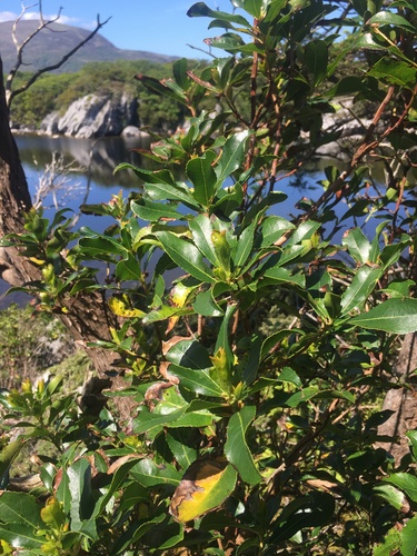 Arbutus unedo (strawberry tree) (alternate view 4)