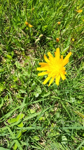 Krigia biflora (Two-flower Dwarf-dandelion)