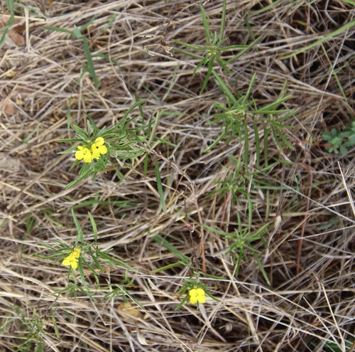 Oenothera capillifolia (Berlandier's sundrops) (alternate view 3)