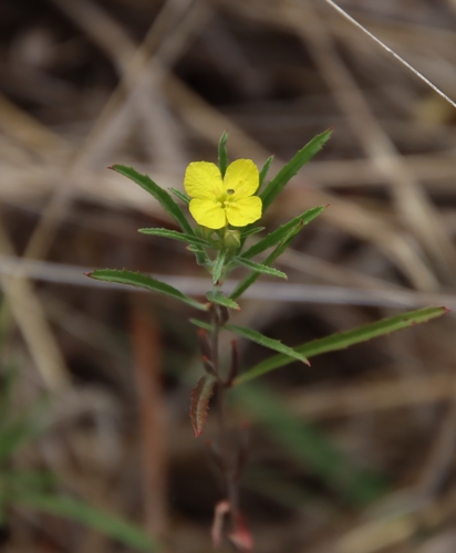 Oenothera capillifolia (Berlandier's sundrops) (alternate view 2)