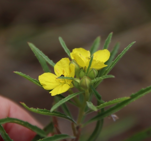 Oenothera capillifolia (Berlandier's sundrops)