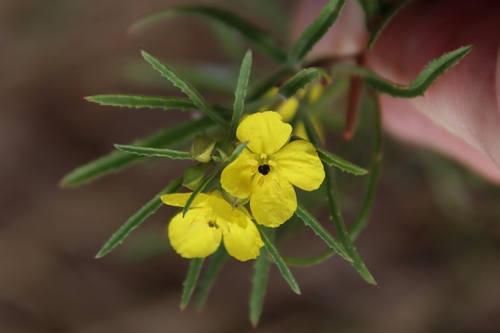 Oenothera capillifolia (Berlandier's sundrops) (alternate view 4)
