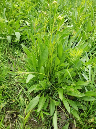 Arnoglossum plantagineum (prairie Indian plantain) (alternate view 6)
