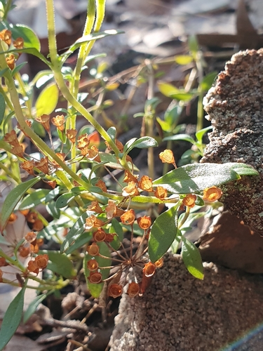 Pomax umbellata (pomax)