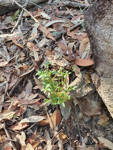 Pomax umbellata (pomax) (alternate view 2)