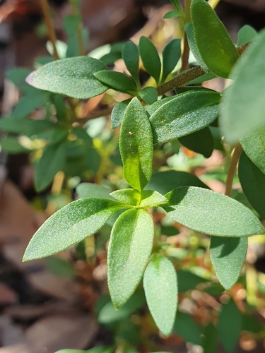 Pomax umbellata (pomax) (alternate view 3)