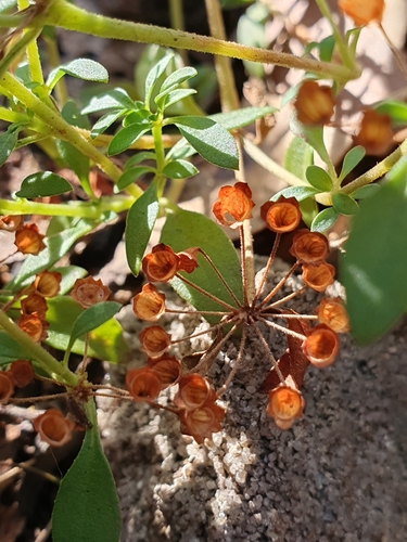Pomax umbellata (pomax) (alternate view 4)