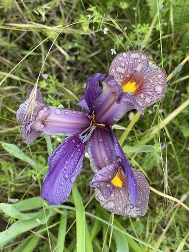 Iris × hollandica (Dutch iris) (alternate view 10)