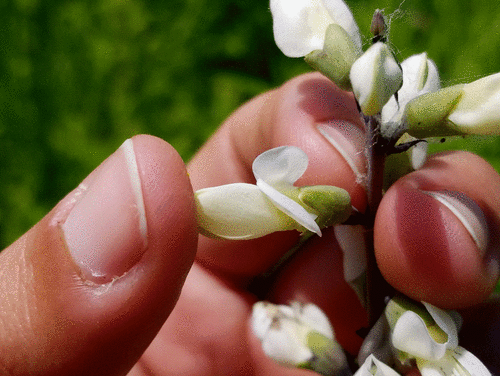 Baptisia lactea (prairie false indigo)