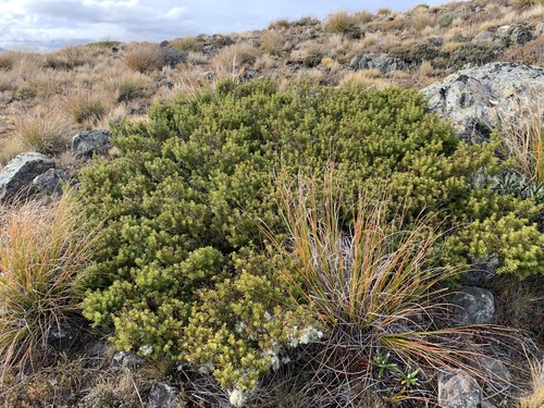 Podocarpus nivalis (Snow Totara) (alternate view 5)