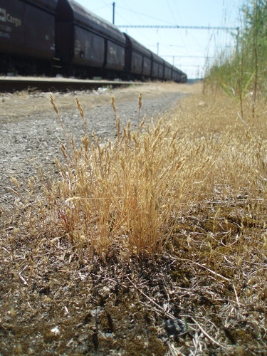 Aira praecox (early hair grass)