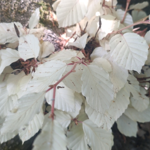 Fagus sylvatica (European beech) (alternate view 10)