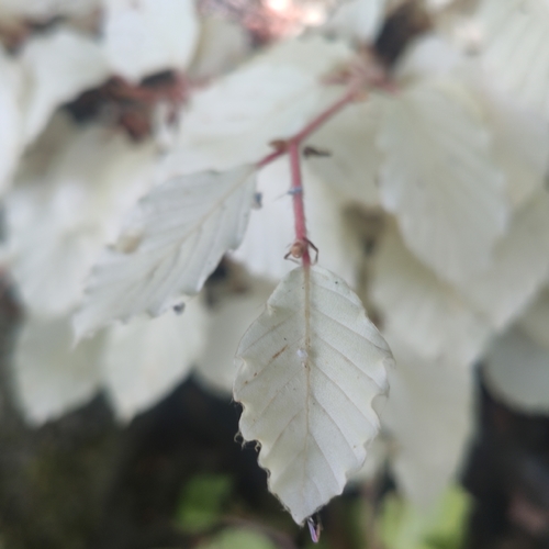 Fagus sylvatica (European beech) (alternate view 11)